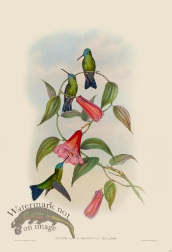 Gould Hummingbird 331